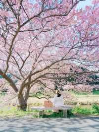 【静岡】2月半ばが見頃！ひと足先に春を感じにいこう🌸