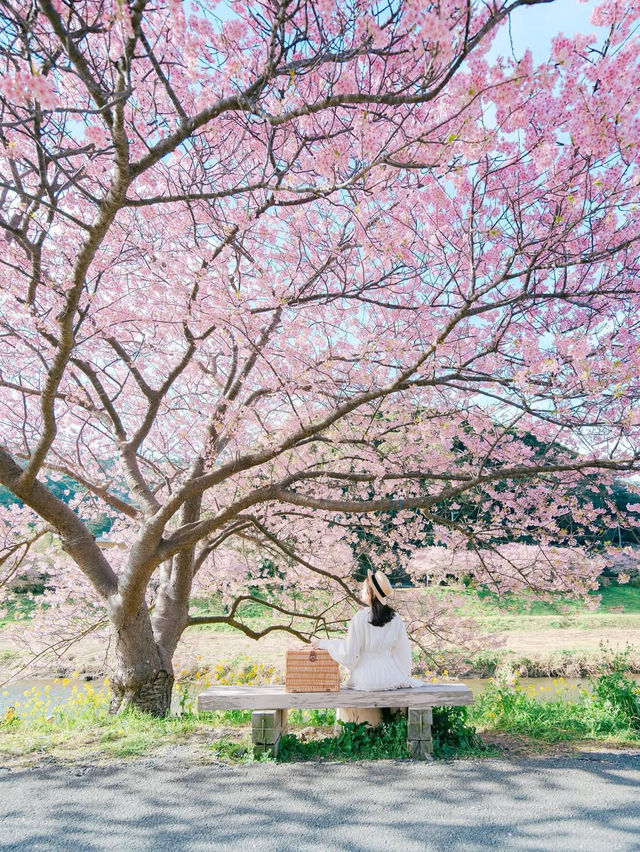 【静岡】2月半ばが見頃！ひと足先に春を感じにいこう🌸