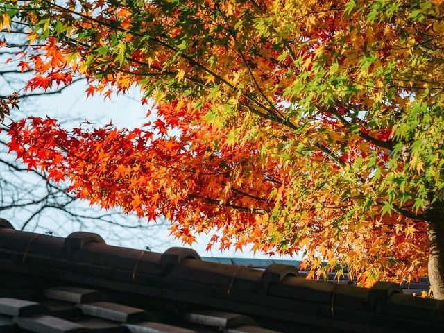Kodaiji Temple 
