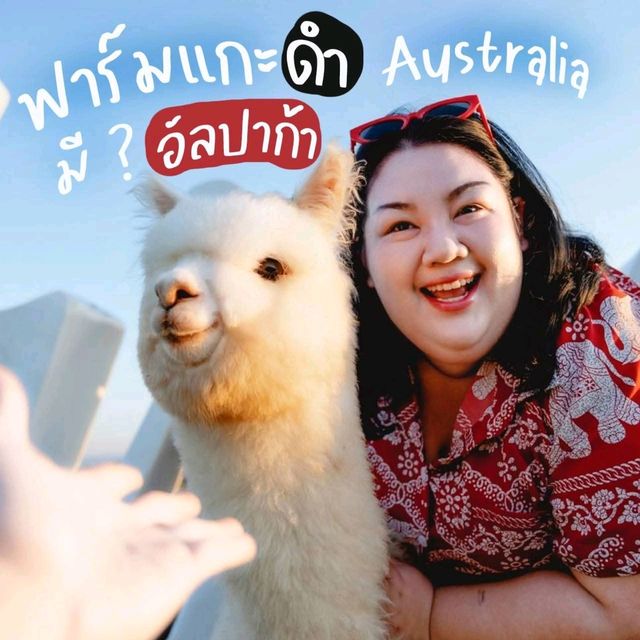 ฟาร์มแกะ ออสเตรเลีย