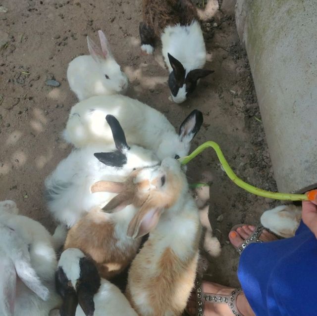 【チェンカーン/タイ】ウサギがいっぱい🐰ウサギ寺