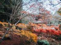  Jingo-ji 