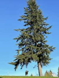 Burnaby Mountain Park