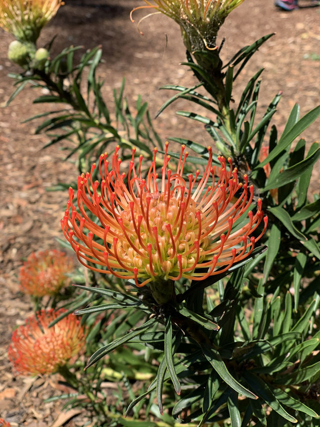 Royal Botanic Garden Sydney: A Green Escape by the Harbour