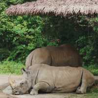 廣州動物園-市中心的動物世界