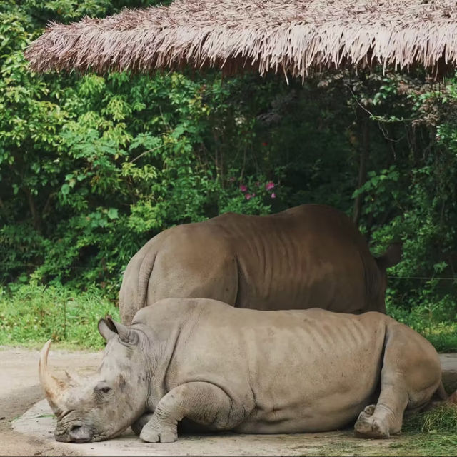 廣州動物園-市中心的動物世界