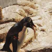 ☺️墨田水族館😍企鵝大觀 🐧🌊