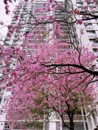 🌸 葵芳邨的粉紅夢幻：風鈴木櫻花之旅 🌸