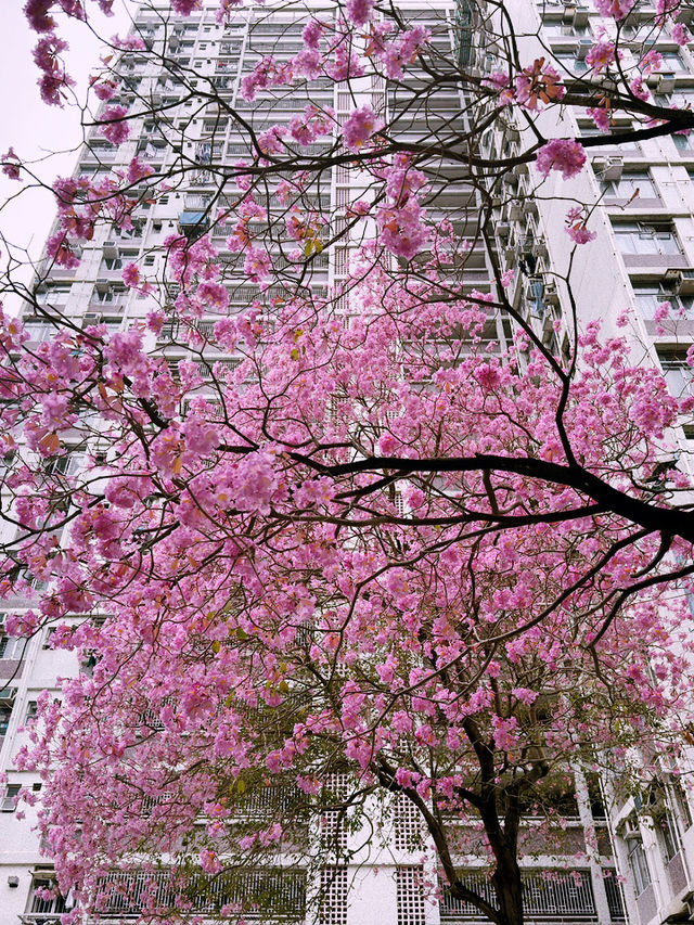 🌸 葵芳邨的粉紅夢幻：風鈴木櫻花之旅 🌸