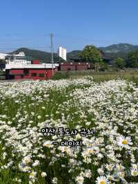봄이 오면 달려가야하는 부산근교 봄꽃 명소