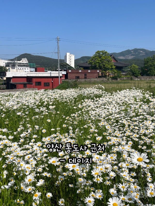 봄이 오면 달려가야하는 부산근교 봄꽃 명소