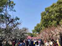 The Beauty of Plum blossoms in March on Century Park Shanghai 世紀公園