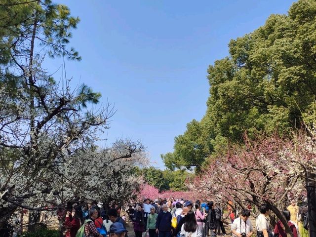 The Beauty of Plum blossoms in March on Century Park Shanghai 世紀公園
