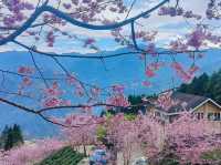 山上人家櫻花美景