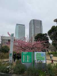 錦系公園的河津櫻：驚艷的早春絕景 🌸