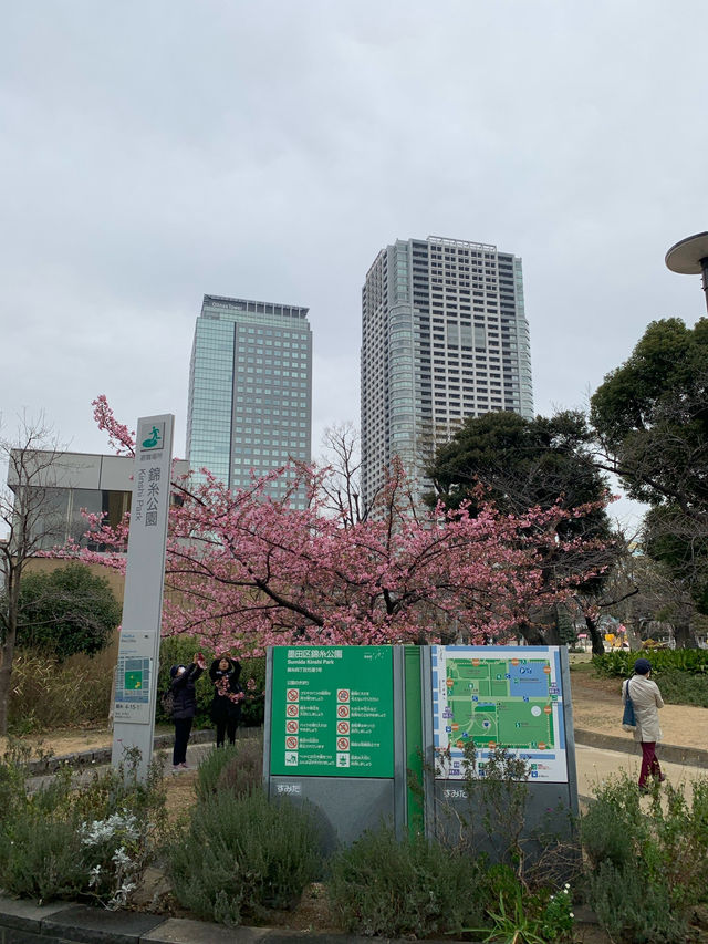 錦系公園的河津櫻：驚艷的早春絕景 🌸