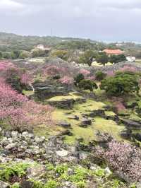 今歸仁城-樱花、美景、歷史與文化的交融