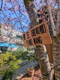 阿里山-頂湖自然生態園區，櫻王櫻后接力綻開！