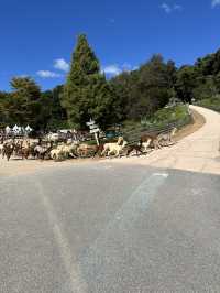 Alpaca World @ Korea