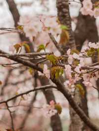 Blooming in Vladivostok 