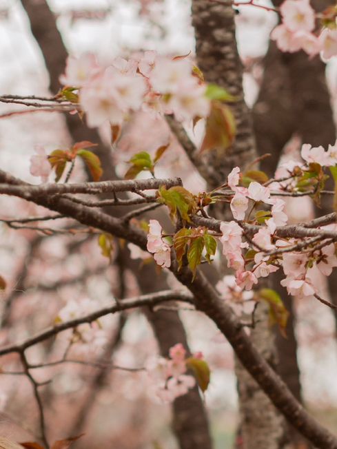 Blooming in Vladivostok 