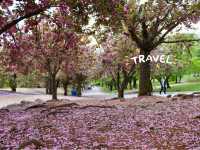Spring at Bulguksa: Beyond Cherry Blossoms 🌸