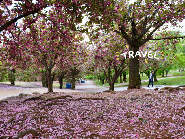 Spring at Bulguksa: Beyond Cherry Blossoms 🌸