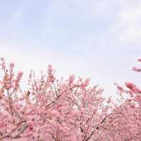 清鎮櫻花園•夢幻櫻花大道