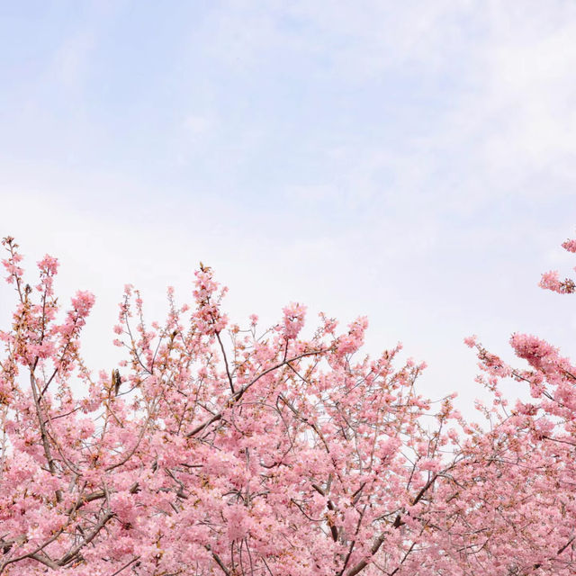清鎮櫻花園•夢幻櫻花大道