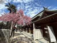 櫛田神社賞櫻美景