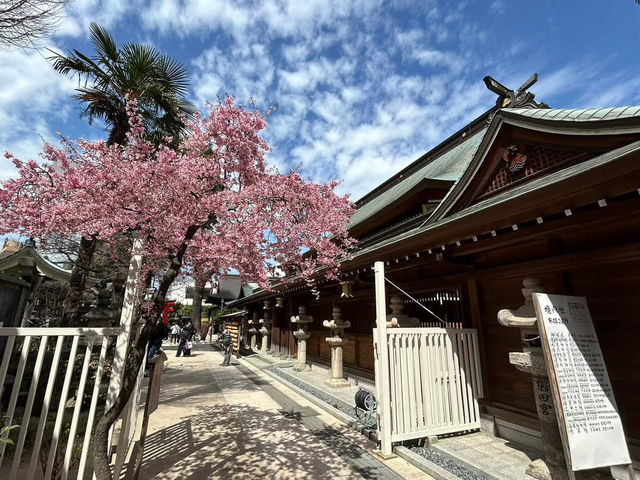 櫛田神社賞櫻美景