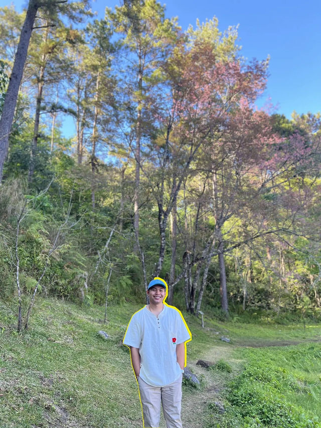 🌸🌸ซากุระเมืองไทย ขุนวาง-เชียงใหม่ 🌸🌸