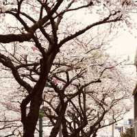 A Dreamlike Cherry Blossom Tunnel!