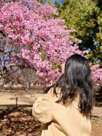 🌸 Sakura Blooming at Yoyogi Park 🌸