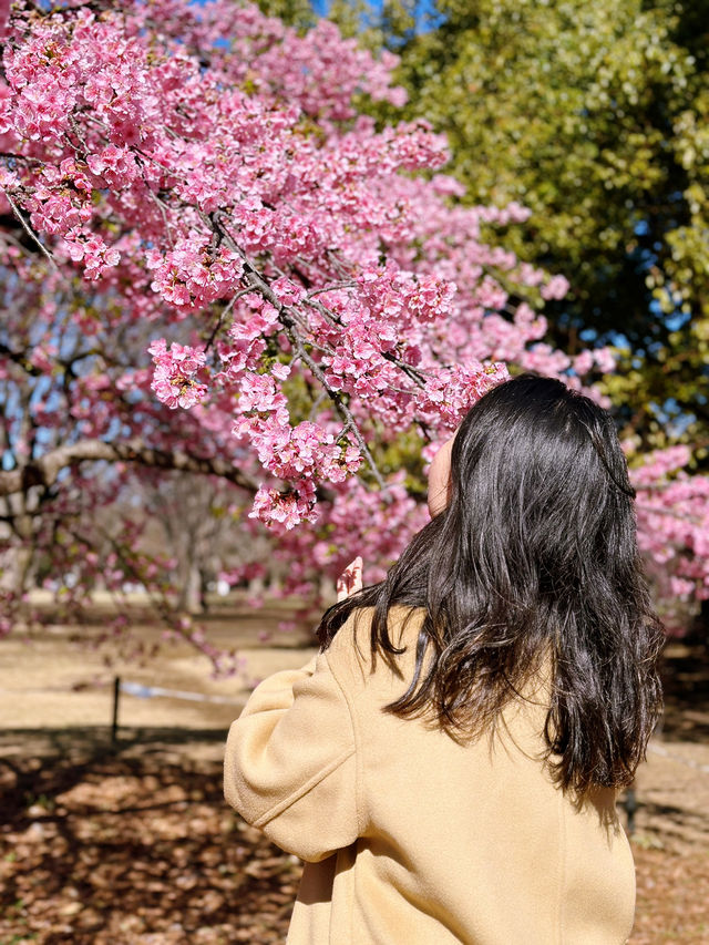 🌸 Sakura Blooming at Yoyogi Park 🌸