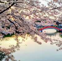 🌸 **垣生公園（Habu Park）櫻花觀賞遊覽分享** 🌸