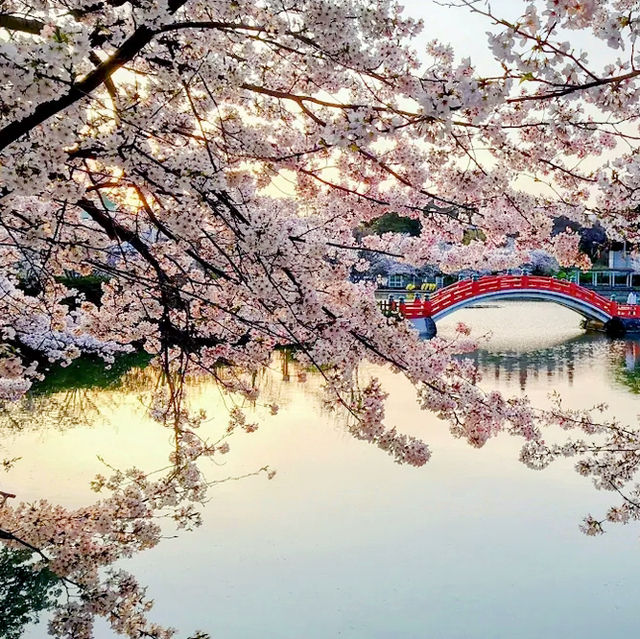 🌸 **垣生公園（Habu Park）櫻花觀賞遊覽分享** 🌸