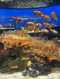 NIFREL Aquarium @ Osaka