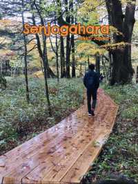 Senjogahara กับใบไม้เปลี่ยนสี ที่ Nikko คือที่สุดด
