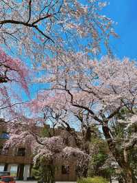 🌸 仙台賞櫻巡禮：春日限定的粉色夢境✨