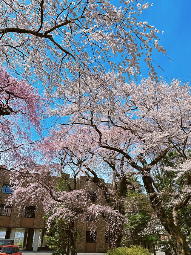 🌸 仙台賞櫻巡禮：春日限定的粉色夢境✨