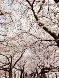 A Springtime Journey from Hwagae Market to Ssanggyesa Temple 