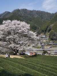 【三重】行きなきゃ損‼️電車とのコラボが絵になる🖼️茶畑に咲く一本桜🌸