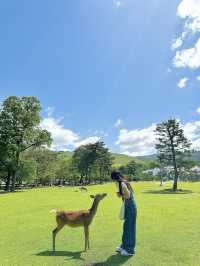일본 오사카 여행을 오셨다면 <나라 공원>은 꼭 방문해보세요 💛