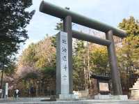 Chasing Sakura at Hokkaido Jingu