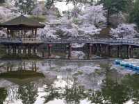 【奈良県】春の桜と鹿のコラボは最高！「奈良公園」