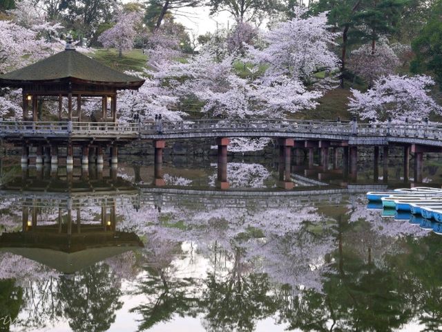 【奈良県】春の桜と鹿のコラボは最高！「奈良公園」