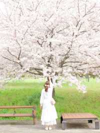 【舎人公園】桜×ネモフィラ　穴場なお花見スポット！