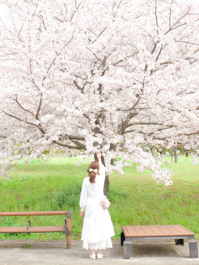 【舎人公園】桜×ネモフィラ　穴場なお花見スポット！