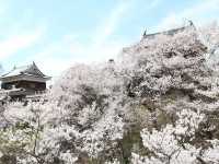 Chasing Sakura at Ueda Castle in Shishu, Nagano